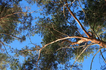 Pine Trees Against Sky
