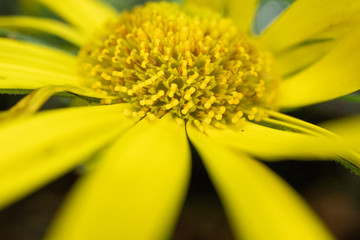 close-up of a yellow primrose