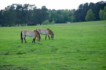 two horses eating together