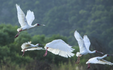Spoonbills in flight