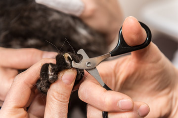 Naklejka premium les vétérinaires donnent des soins au animaux domestiques, coupent les griffes et nettoient les oreilles , les yeux, les coiffent, les tondent.