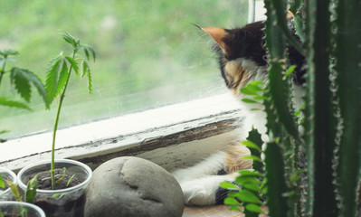 Cat on windowsill, hemp plant and cactus