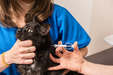 identification par puce électronique est obligatoire pour les animaux domestiques, la puce...