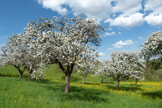 Bl&uuml;hende Apfelb&auml;ume in einem Obstgarten 