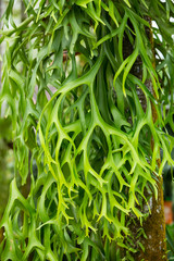 Staghorn ferns in the forest, Green leaf pattern