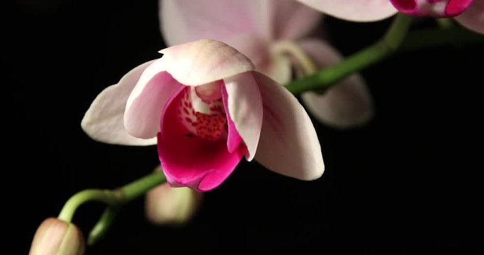 4K Time-lapse of orchid flower blooming