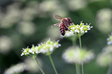Biene auf weißer Blüte