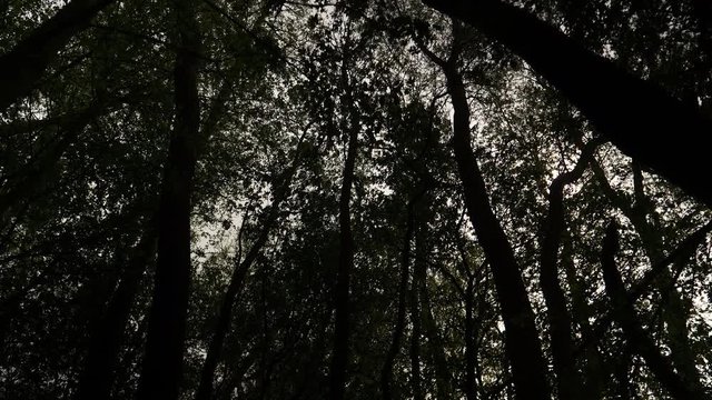 Walking with gimbal thru woods looking up, high contrast shot.