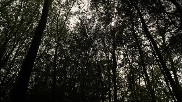 Flying slowly through the woods looking up, high contrast shot.