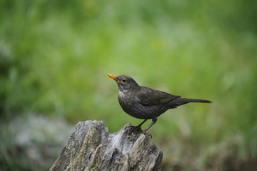 Merlo (Turdus merula)