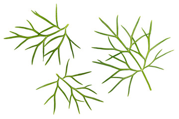 Fennel isolated on white background