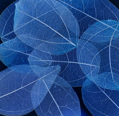 Obraz premium Skeleton Leaves Flower Composition on black background,transparent blue leaves