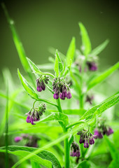 polne kwiaty © Henryk Niestrój