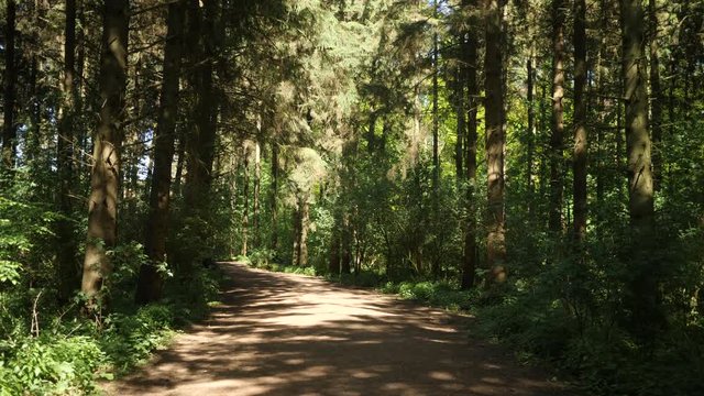 Walking through quiet pine forest on a spring day, gimbal shot.