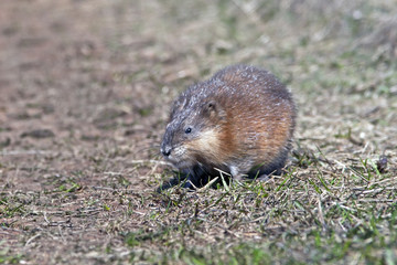 closeup fluffy nutria sits on a glade, furry fur nutria shines in the rays of the sun