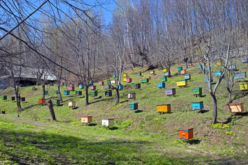 apiary with colorful wooden beehives on meadow