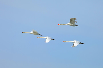 flock of white swans flying against the blue sky