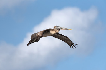 Brown Pelican (Pelecanus occidentalis) in flight near mahahual, quintana roo, mexico