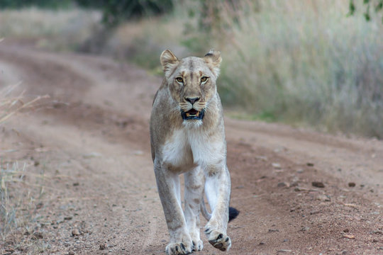 Closeup photograph of an Lioness walking on a dirt road