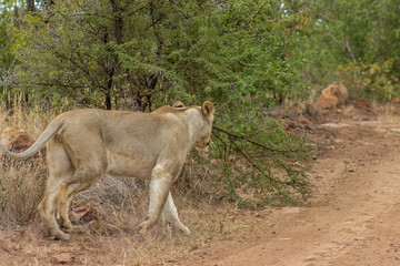 Lioness walking out of the bush onto a dirt road