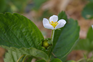 Edbeerblüte  und grüner Frucht