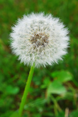 White dandelion fluff on green meadow grass background.