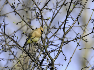 Cedar Waxwing Eating Berries in Spring