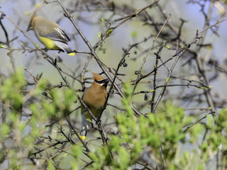 Cedar Waxwing Eating Berries in Spring