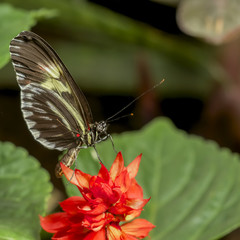Closeup of a Piano Key butterfly ,heliconius melpomene , perching a green leaf.