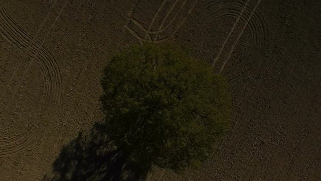 Oak, tree, lonely oak field, single tree, aerial drone footage