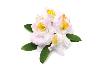 Obraz na płótnie Canvas white yellow Rhododendron flower heads on white isolated background
