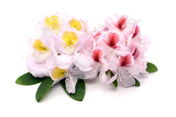 Fototapeta na wymiar pink white yellow red Rhododendron flower heads on white isolated background