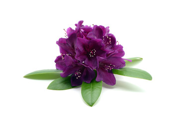 purple Rhododendron flower heads on white isolated background