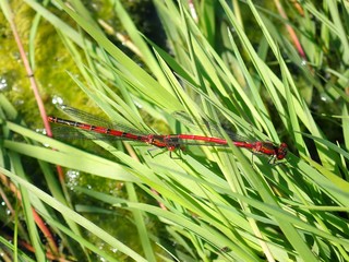 Couple of Large red damselflies (also called European damselflies) mating on a vegetation in garden pond