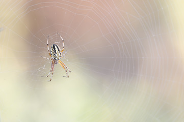 Mangora Acalypha and relative net, in the sunlight