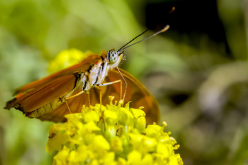 Dryas julia butterfly.  butterfly on a flower in a garden.