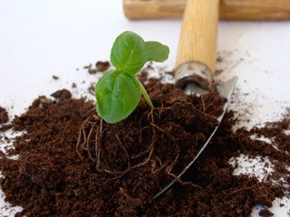Seedling transplanting
