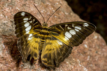 Plakat Great Tropical butterfly Brown Clipper sitting on the wall.