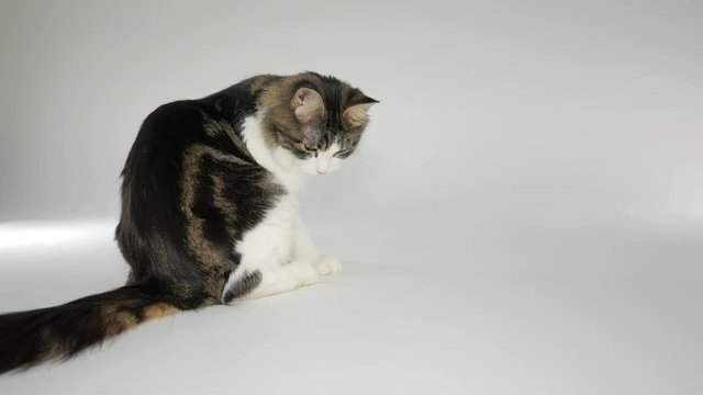Maine Coon Cat playing with laser pointer