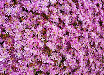 Close-up of a beautiful pink flowers