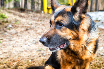 Dog German Shepherd in the forest in an early spring
