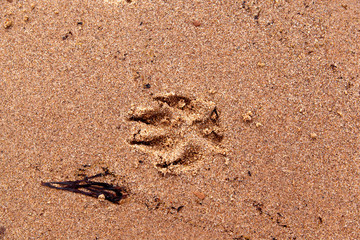 dog paw trail in wet sand