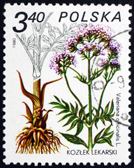 Postage stamp Poland 1980 Valerian, Medicinal Plant