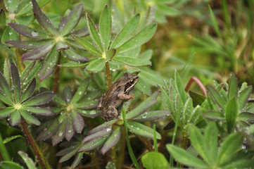 Frog in garden after rain in the evening 
