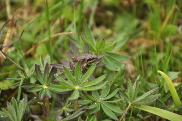 Frog in garden after rain in the evening 
