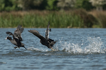One coot bird in hot pursuit of another