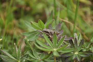 Frog in garden after rain in the evening