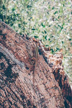 Lizard on the texture of the bark of antique olive wood. Mediterranean  olive grove