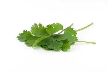 Fresh coriander isolated on white. Close up.