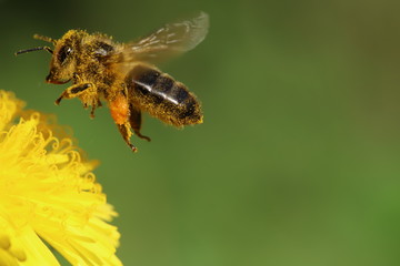 Bee collecting pollen